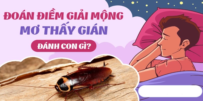 Giải mã giấc mơ về gián cho các tay cược lô đề